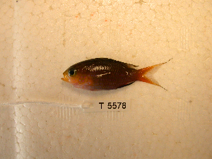  (Chromis acares - KUT 5578)  @13 [ ] Unspecified (default): All Rights Reserved  University of Kansas Biodiversity Institute (KUBI) Unspecified