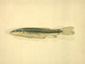  ( - KUT 5957)  @13 [ ] Unspecified (default): All Rights Reserved  University of Kansas Biodiversity Institute (KUBI) Unspecified