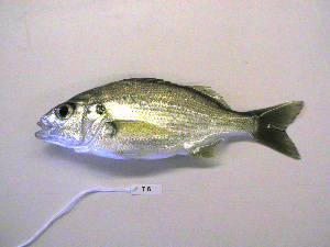  (Pomadasys olivaceus - KUT 6467)  @13 [ ] Unspecified (default): All Rights Reserved  University of Kansas Biodiversity Institute (KUBI) Unspecified