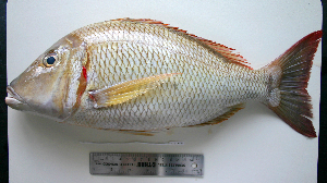  ( - KUT 6791)  @11 [ ] CreativeCommons - Attribution (2025) Unspecified University of Kansas, Biodiversity Institute