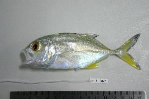  ( - KUT 6827)  @11 [ ] Unspecified (default): All Rights Reserved  University of Kansas Biodiversity Institute (KUBI) Unspecified