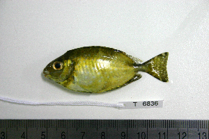  ( - KUT 6836)  @12 [ ] Unspecified (default): All Rights Reserved  University of Kansas Biodiversity Institute (KUBI) Unspecified