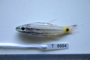  ( - KUT 6994)  @11 [ ] CreativeCommons - Attribution (2025) Unspecified University of Kansas, Biodiversity Institute