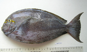  ( - KUT 7218)  @13 [ ] Unspecified (default): All Rights Reserved  University of Kansas Biodiversity Institute (KUBI) Unspecified