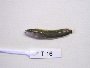  (Blennophis - KUT 6477)  @11 [ ] CreativeCommons - Attribution (2025) Unspecified University of Kansas, Biodiversity Institute