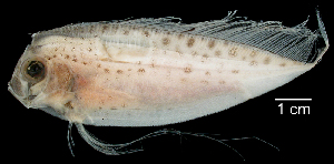  ( - KUT 7467)  @11 [ ] CreativeCommons - Attribution (2025) Unspecified Museum of Comparative Zoology, Harvard University