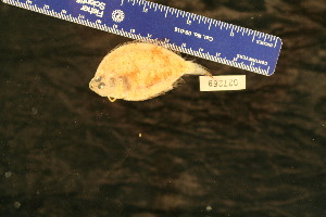  (Tarphops oligolepis - KUT 2498)  @11 [ ] CreativeCommons - Attribution (2025) Unspecified University of Kansas, Biodiversity Institute