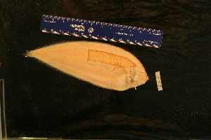  (Laeops lanceolata - KUT 2506)  @11 [ ] CreativeCommons - Attribution (2025) Unspecified University of Kansas, Biodiversity Institute