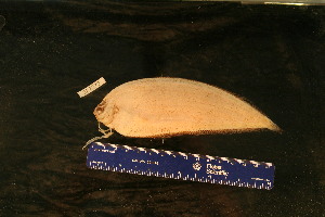  ( - KUT 2506)  @11 [ ] CreativeCommons - Attribution (2025) Unspecified University of Kansas, Biodiversity Institute