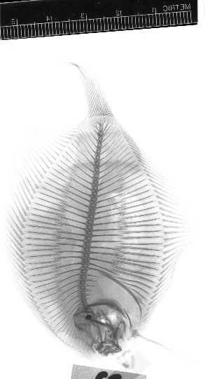  (Gymnachirus texae - KUT 5123)  @11 [ ] CreativeCommons - Attribution (2025) Unspecified University of Kansas, Biodiversity Institute