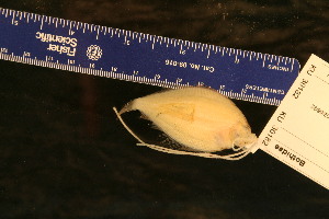  ( - KUT 5128)  @11 [ ] CreativeCommons - Attribution (2025) Unspecified University of Kansas, Biodiversity Institute