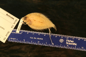  ( - KUT 5128)  @11 [ ] CreativeCommons - Attribution (2025) Unspecified University of Kansas, Biodiversity Institute