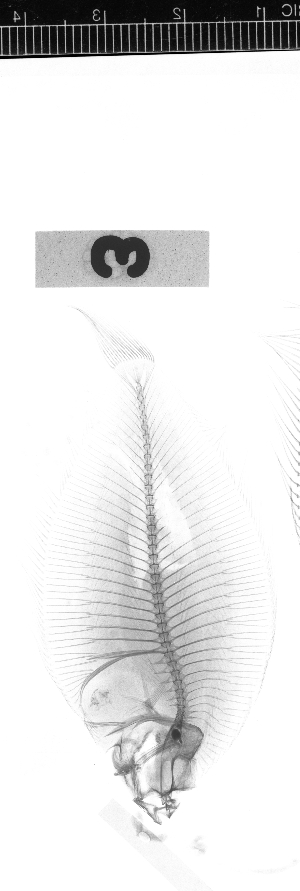  ( - KUT 5128)  @11 [ ] CreativeCommons - Attribution (2025) Unspecified University of Kansas, Biodiversity Institute