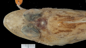  ( - KUT 3507)  @11 [ ] CreativeCommons - Attribution (2025) Unspecified Museum of Comparative Zoology, Harvard University