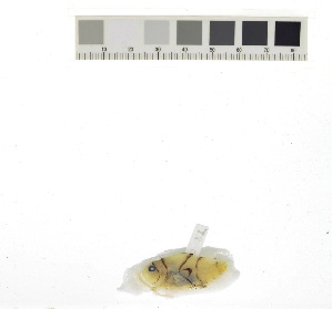  ( - KUT 2928)  @11 [ ] CreativeCommons - Attribution (2025) Unspecified University of Kansas, Biodiversity Institute