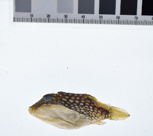  (Canthigaster jactator - KUT 1810)  @11 [ ] CreativeCommons - Attribution (2025) Unspecified University of Kansas, Biodiversity Institute