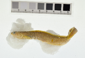  (Eucryphycus - KUT 516)  @11 [ ] CreativeCommons - Attribution (2025) Unspecified University of Kansas, Biodiversity Institute