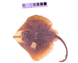  ( - KUT 3916)  @11 [ ] CreativeCommons - Attribution (2025) Unspecified University of Kansas, Biodiversity Institute