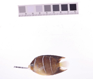  ( - KUT 3878)  @11 [ ] CreativeCommons - Attribution (2025) Unspecified University of Kansas, Biodiversity Institute