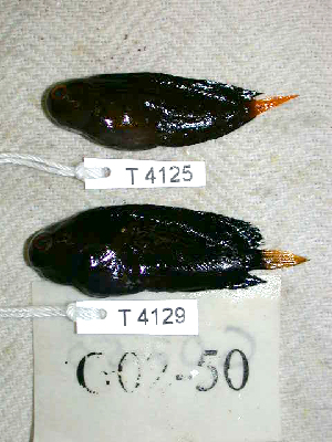  (Atrosalarias holomelas - KUT 4129)  @11 [ ] CreativeCommons - Attribution (2025) Unspecified University of Kansas, Biodiversity Institute