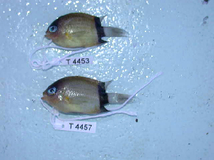  (Chromis retrofasciata - KUT 4483)  @11 [ ] CreativeCommons - Attribution (2025) Unspecified University of Kansas, Biodiversity Institute