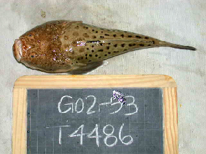  (Uranoscopus sulphureus - KUT 4486)  @11 [ ] CreativeCommons - Attribution (2025) Unspecified University of Kansas, Biodiversity Institute