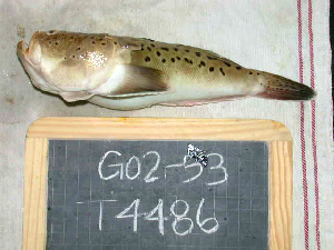  ( - KUT 4486)  @11 [ ] CreativeCommons - Attribution (2025) Unspecified University of Kansas, Biodiversity Institute