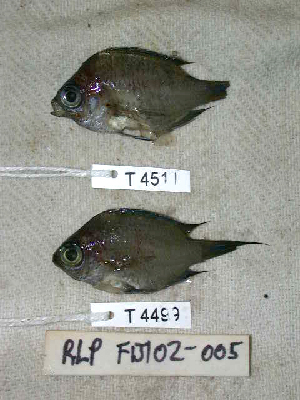  (Chromis earina - KUT 4511)  @11 [ ] CreativeCommons - Attribution (2025) Unspecified University of Kansas, Biodiversity Institute