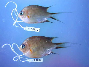  (Chromis amboinensis - KUT 4923)  @11 [ ] CreativeCommons - Attribution (2025) Unspecified University of Kansas, Biodiversity Institute