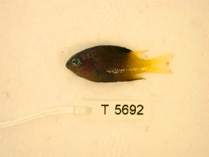  (Chrysiptera traceyi - KUT 5692)  @11 [ ] CreativeCommons - Attribution (2025) Unspecified University of Kansas, Biodiversity Institute