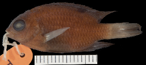  ( - KUT 7601)  @11 [ ] CreativeCommons - Attribution (2025) Unspecified Museum of Comparative Zoology, Harvard University