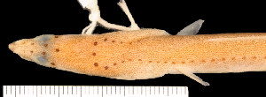  (Ophichthus melanoporus - KUT 1180)  @13 [ ] Copyright (2013) Museum of Comparative Zoology Museum of Comparative Zoology