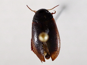  ( - BIOUG56895-G03)  @11 [ ] CreativeCommons - Attribution (2021) CBG Photography Group Centre for Biodiversity Genomics