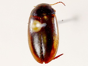  ( - BIOUG73656-A03)  @11 [ ] CreativeCommons - Attribution (2021) CBG Photography Group Centre for Biodiversity Genomics