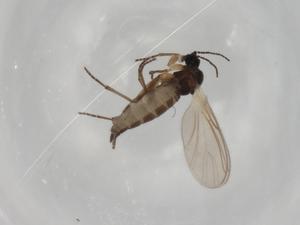  ( - BIOUG91075-F08)  @11 [ ] CreativeCommons - Attribution (2022) Centre for Biodiversity Genomics Centre for Biodiversity Genomics