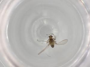  ( - BIOUG91077-A09)  @11 [ ] CreativeCommons - Attribution (2022) Centre for Biodiversity Genomics Centre for Biodiversity Genomics