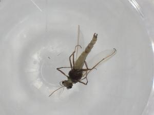  ( - BIOUG91077-F02)  @11 [ ] CreativeCommons - Attribution (2022) Centre for Biodiversity Genomics Centre for Biodiversity Genomics