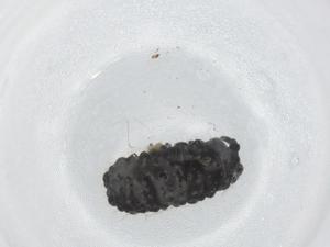  ( - BIOUG91204-D02)  @11 [ ] CreativeCommons - Attribution (2022) Centre for Biodiversity Genomics Centre for Biodiversity Genomics