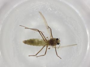  ( - BIOUG91206-F05)  @11 [ ] CreativeCommons - Attribution (2022) Centre for Biodiversity Genomics Centre for Biodiversity Genomics