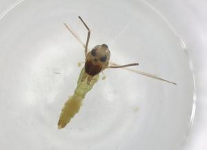  ( - BIOUG91216-B01)  @11 [ ] CreativeCommons - Attribution (2022) Centre for Biodiversity Genomics Centre for Biodiversity Genomics