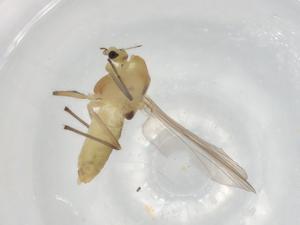  ( - BIOUG91216-D10)  @11 [ ] CreativeCommons - Attribution (2022) Centre for Biodiversity Genomics Centre for Biodiversity Genomics