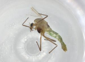  ( - BIOUG91216-G02)  @11 [ ] CreativeCommons - Attribution (2022) Centre for Biodiversity Genomics Centre for Biodiversity Genomics