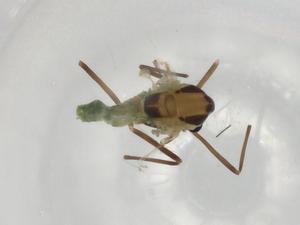  ( - BIOUG91217-F02)  @11 [ ] CreativeCommons - Attribution (2022) Centre for Biodiversity Genomics Centre for Biodiversity Genomics