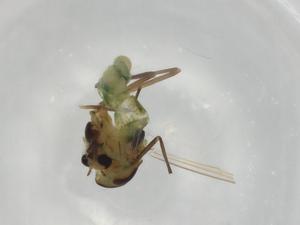  ( - BIOUG91217-G06)  @11 [ ] CreativeCommons - Attribution (2022) Centre for Biodiversity Genomics Centre for Biodiversity Genomics