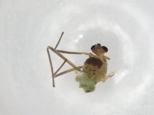  ( - BIOUG91218-C07)  @11 [ ] CreativeCommons - Attribution (2022) Centre for Biodiversity Genomics Centre for Biodiversity Genomics