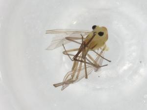  ( - BIOUG91218-C10)  @11 [ ] CreativeCommons - Attribution (2022) Centre for Biodiversity Genomics Centre for Biodiversity Genomics