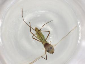  ( - BIOUG93859-E05)  @11 [ ] CreativeCommons - Attribution (2022) Centre for Biodiversity Genomics Centre for Biodiversity Genomics