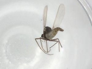  ( - BIOUG93860-A12)  @11 [ ] CreativeCommons - Attribution (2022) Centre for Biodiversity Genomics Centre for Biodiversity Genomics