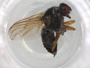  ( - BIOUG93866-B12)  @11 [ ] CreativeCommons - Attribution (2022) Centre for Biodiversity Genomics Centre for Biodiversity Genomics