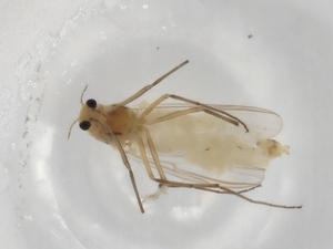  ( - BIOUG95961-G03)  @11 [ ] CreativeCommons - Attribution (2023) Centre for Biodiversity Genomics Centre for Biodiversity Genomics